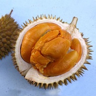 ANAK POKOK DURIAN D200 DURI HITAM (OCHEE)