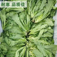 Emperor Vegetables Chinese Leaf Artemisia Seeds Artemisia Seeds Artemisia Seeds Chrysanthemum Vegeta