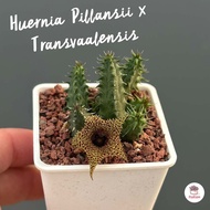 เก๋งจีน Huernia Pillansii x Transvaalensis แคคตัส กระบองเพชร cactus&succulent