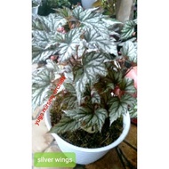 Begonia silver begonia angel wing begonia rex silver