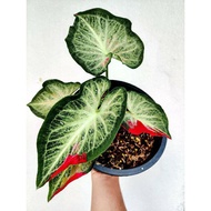 Keladi Thai HYBRID (Part 2/2) Caladium Rare (Real Live Plant)