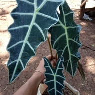 tanaman hias keladi tengkorak - keladi Amazon
