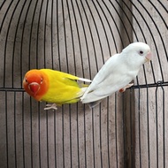 LOVEBIRD INDUKAN PF VIO X PF GREEN SEPASANG