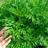 Biji ulam raja / cosmos caudatus / kenikir 2 gram 1 paket Tanaman Seeds Plant