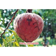 Bibit Sirsak Merah Jumbo Hasil Okulasi Siap Berbuah
