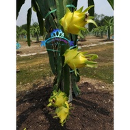 Yellow Dragon Fruit-Israel 3Keratan Yellow 黄龙果苗 麒麟果Anak Pokok Buah Naga Kuning