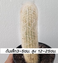 [ถูกที่สุด] Old Man Cactusแคคตัสกระบองผู้เฒ่ากระบองเพชรไม้อวบน้ำต้นไม้คอนโด