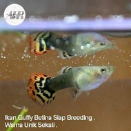Ikan Hias Kecil Guppy / Ikan Gupi Betina Hiasan Aquascape