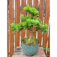 罗汉松老桩大型盆景造型树迎客松室内盆栽绿植雀舌罗汉松球形盆栽现货 1DAJ