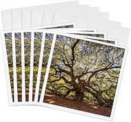 3dRose Greeting Cards - USA, South Carolina, Charleston, Angel Oak - 6 by 6-inches, set of 6 (gc_279