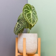 水泥景觀盆－圓葉花燭