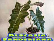 Murang Halaman Alocasia Sanderiana Plant 2 to 3 leaves  Live plant #alocasia #garden #liveplant #alocasiasanderiana #plants #garden