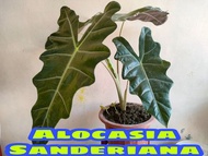 Murang Halaman Alocasia Sanderiana Plant 2 to 3 leaves  Live plant #alocasia #garden #liveplant #alo