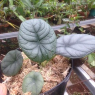 Alocasia Dragon moon