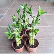 GGN -- Pokok Lotus Bamboo -- Lucky bamboo -- Pokok Redup