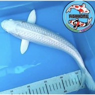 [termurah] ikan koi bibit platinum bersih size 6-9cm