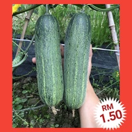 H2 Benih Timun Local（30+/-）/ Local Cucumber Seeds / 本地黄瓜种子