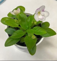 非洲紫羅蘭小白花