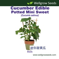 Cucumber Edible Potted Mini Sweet Raw (8sds) 迷你甜黄瓜 Vegetable Seeds Wellgrow Seeds