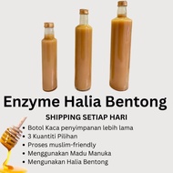 Enzyme Ginger Viral Bentong with Manuka Honey, Bentong Honey Ginger, Jantan Bentong Honey
