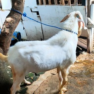 kambing jawa randu jantan