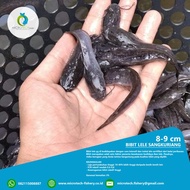 Bibit lele 8-9 cm, Sangkuriang dan mutiara