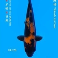 Ikan Koi Hi Utsuri Import (Sertifikat Shinoda)