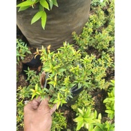 Malaysian Eugenia Plant Buy 5 PLUS 1