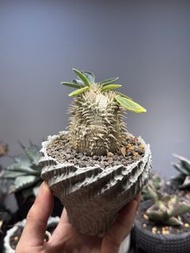惠比壽大黑 5cm闊 多肉塊根龍舌蘭植物