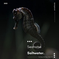 Ikan Hias Kuda Laut Seahorse