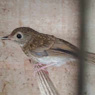 Burung Srdc Ori Bali Trotolan Jantan