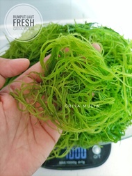Rumput Laut segar Organik / seaweed / lambu kasang / Chuka wakame