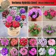 [Fast Growing] 200pcs Multicolor Verbena Hybrida Beauty Flower Seeds for Sale Benih Bunga Benih Pokok Bunga Indoor