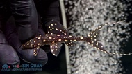 Pleco L155/Pleco/Freshwater/Adonis Pleco 蝙蝠侠异型/活鱼/异型鱼(Sin Quan Aquaculture Enterprise)