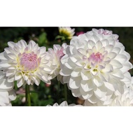 5 Biji Segar Benih Bunga Dahlia Eveline Flower Dahlia Seed - 5 Seed