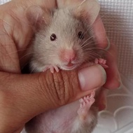 hamster syrian satin gosend