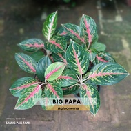 Tanaman Hias Aglaonema BIG PAPA / Aglaonema