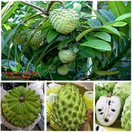 Chuyên cây giống--- Cây na đài loan ( mãng cầu na )