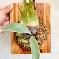 【爪哇鹿角蕨】 生日禮物 植物上板 上板植物 觀葉植物 鹿角蕨