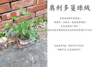 心栽花坊-奧利多蔓綠絨/3吋/綠化植物/室內植物/觀葉植物/售價50特價40