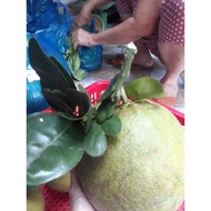 Grapefruit with leaves offering - 1 kg - Tan Phu