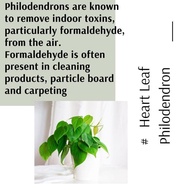 (Real Plant) Heart Leaf Philodendron pokok hidup hiasan rumah menjalar live indoor houseplant kebun bunga murah