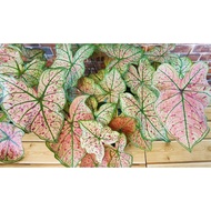 Splash of Wine Caladium (USA caladium)