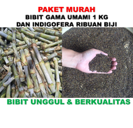 Bibit rumput gama umami 1 kg dan indigofera ribuan biji