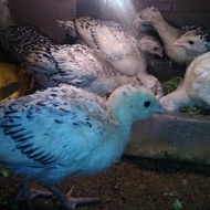 ayam kalkun - anakan ayam kalkun