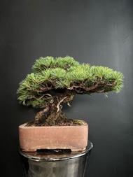 日本🇯🇵那須矮霸五葉松 Japanese white pine ｜植物 盆景 盆栽 bonsai 楓葉 塊根 多肉植物