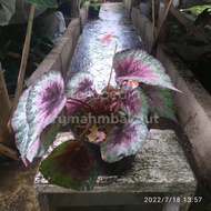 Tanaman hias begonia Rex pelangi