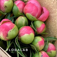 🌞Peony Seeds | 50 Seeds | Continuous Bloom | Years-Long | $9.9 Deal | Easy Living