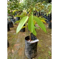 Pokok Durian D24 / Sultan durian