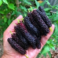 Bibit Long Murbei Manis/ Murbei Panjang/ Long Murbey